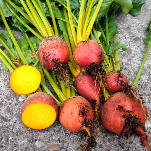 Beetroot Burpees Golden